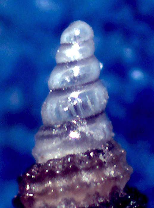 Cerithiopsis da determinare